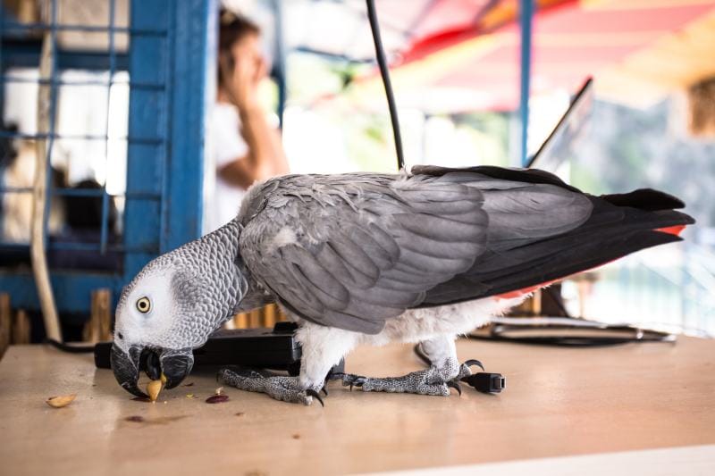 Gray African Parrot eat pistachios