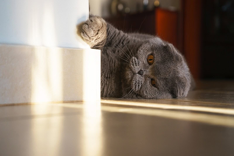 Gray-British-breed-cat-lying-on-the-floor