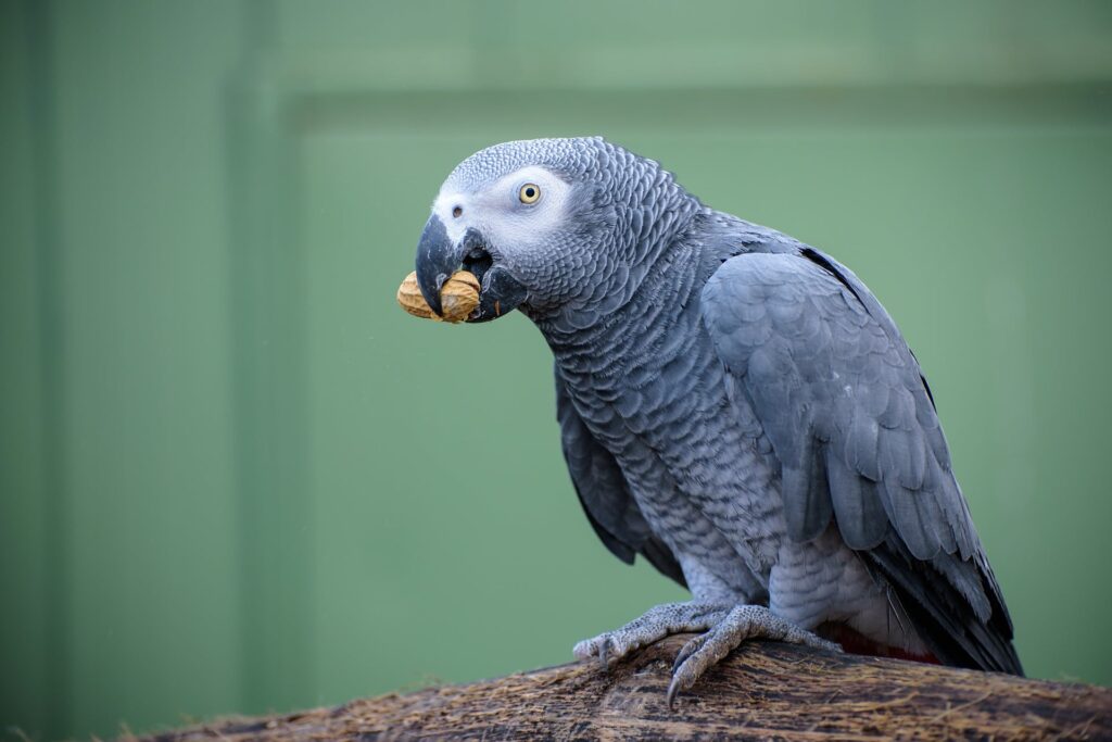 Gray Macaw Side view_Pixabay