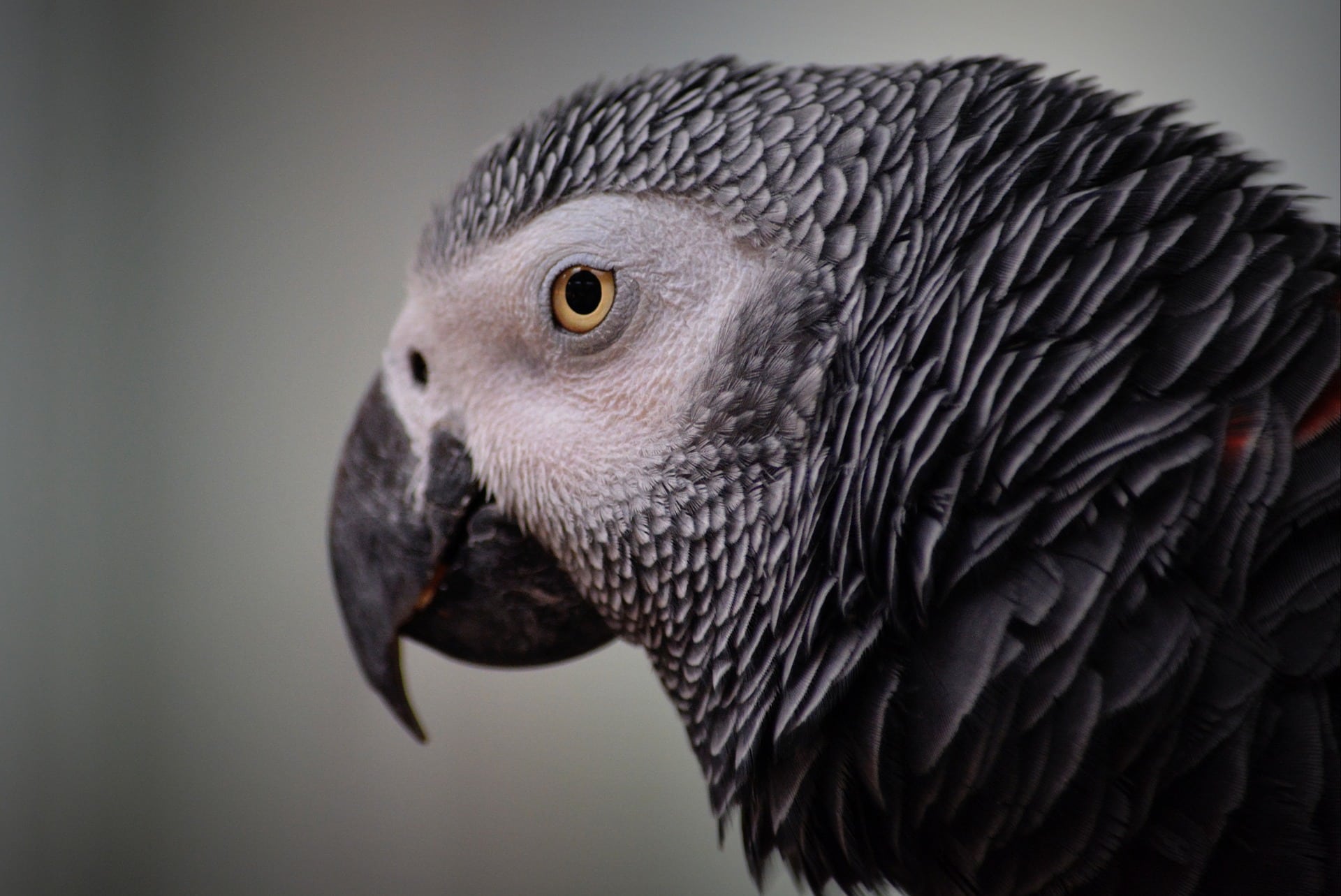 Gray Macaws- Side view close up_Pixabay