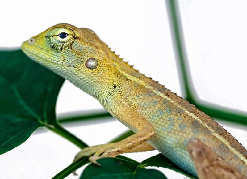 Green Anole
