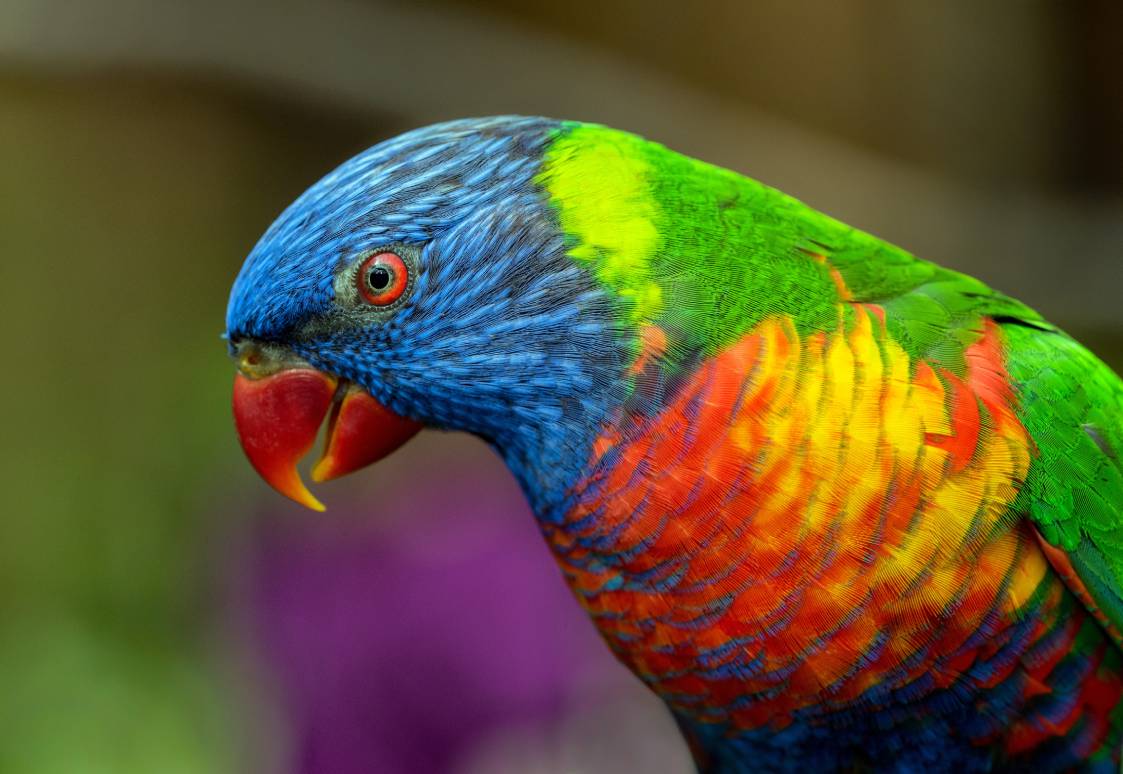 Green-Naped Lorikeet_Sideviewcloseup_Xizmena_shutterstock