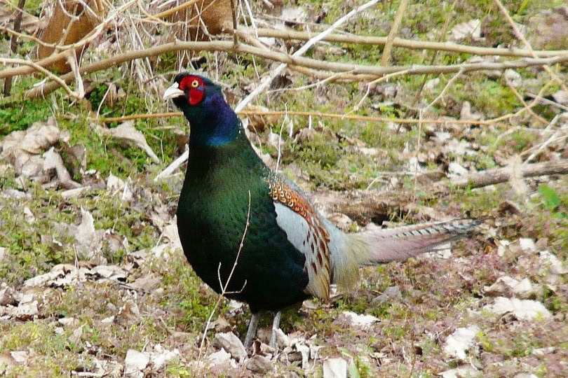 Green Pheasant