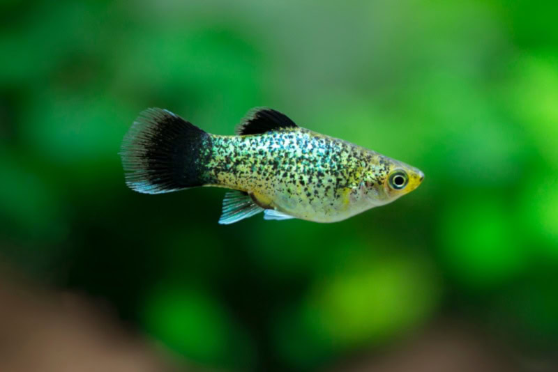 Green Platy fish in aquarium
