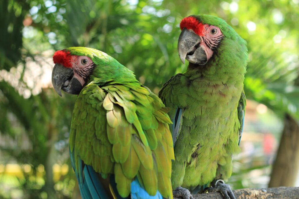 Green Wing Macaw on the tree_Pixabay