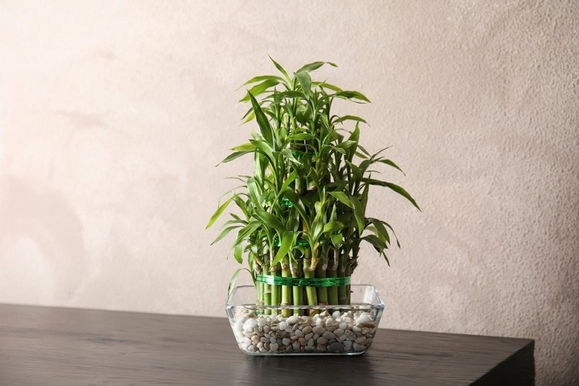 Green-bamboo-in-glass-bowl_