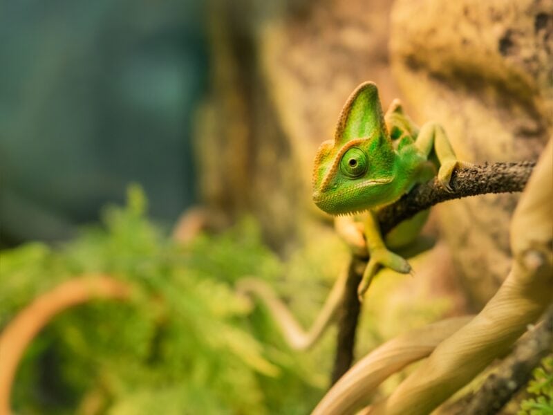 Green chameleon is perching on tree branch