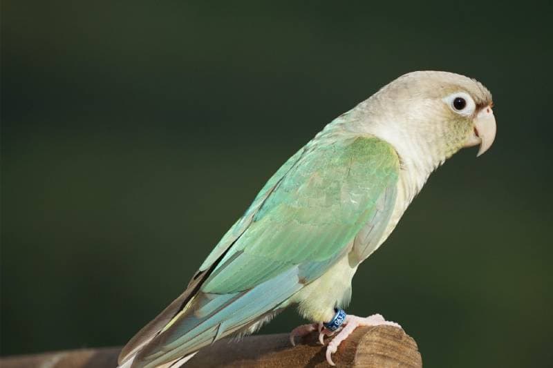 Green cheek conure turquoise pineapple