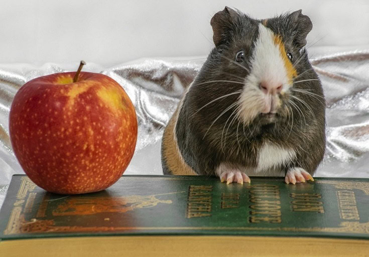 Grey Guinea Pig and apple