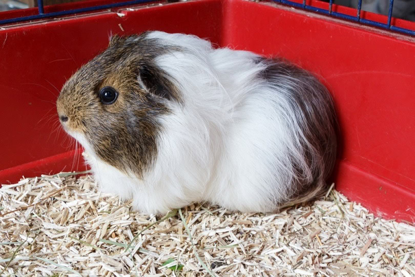 Grey and white guinea pig on litter