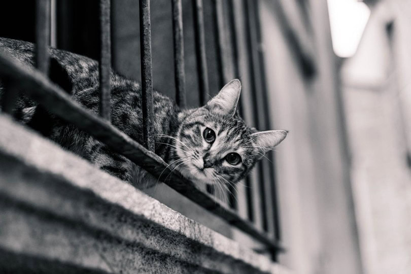Grey cat peering over balcony railings