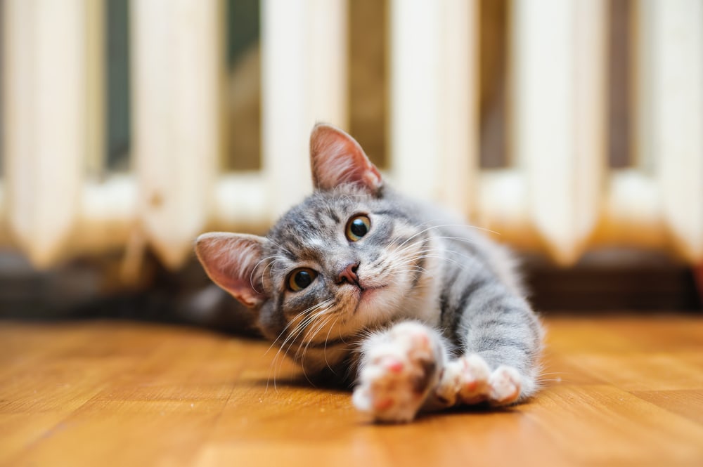 Grey cat scratching strecthing reaching floor