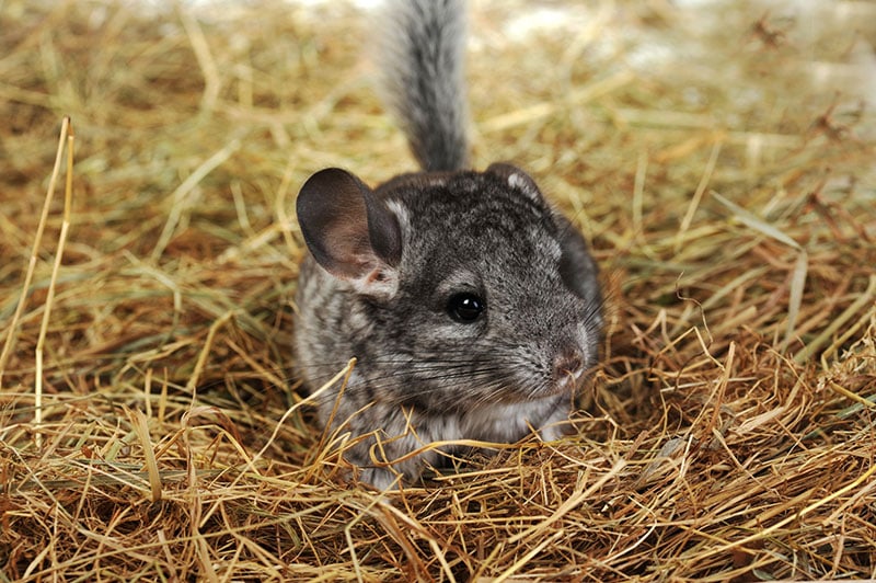 Grey chinchilla lies on soft hay
