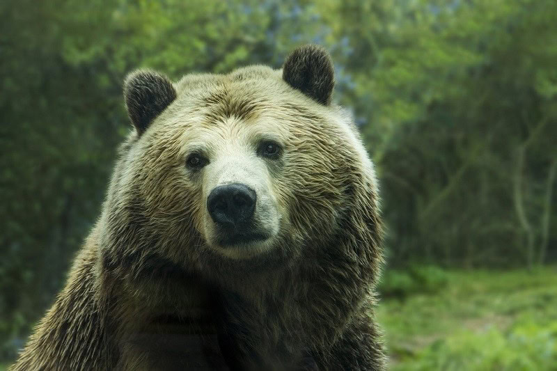 Grizzly bear