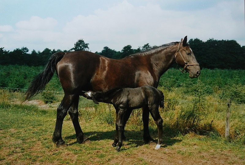 Groningen horse