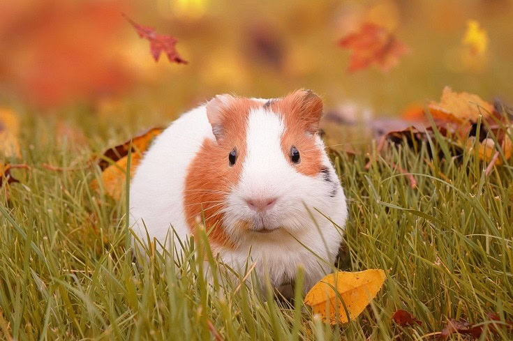 Guinea Pig Autumn
