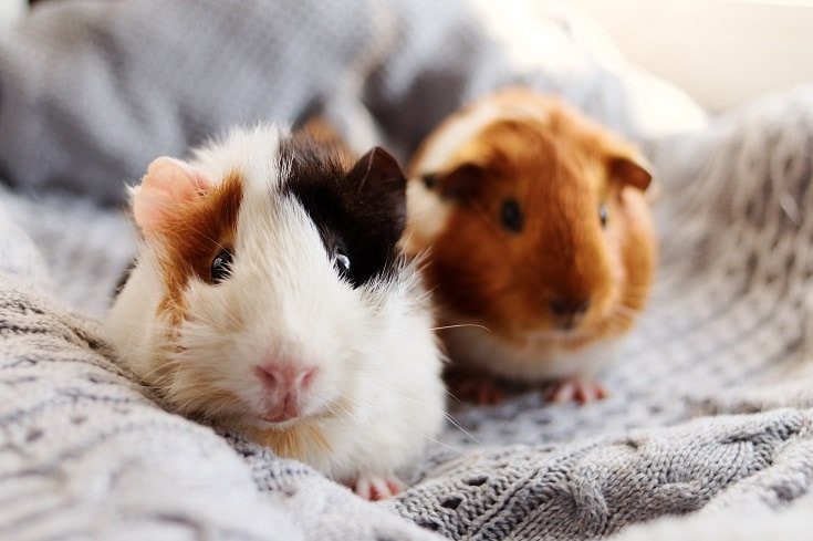 Guinea Pig_Mateusz Sienkiewicz_Shutterstock