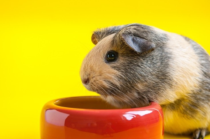 Guinea Pig Bowl
