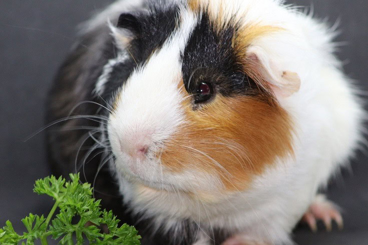 Guinea Pig Eating Carrot Leaves