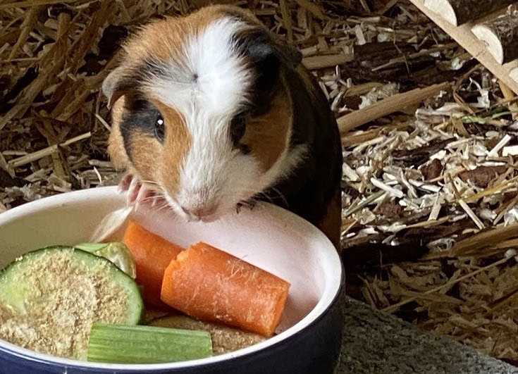 Guinea Pig Eating Cucumber and Carrots