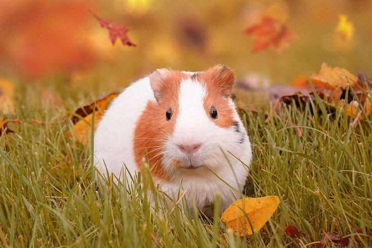 Guinea Pig