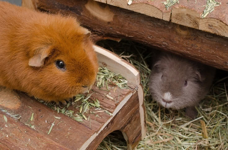Guinea Pig bedding