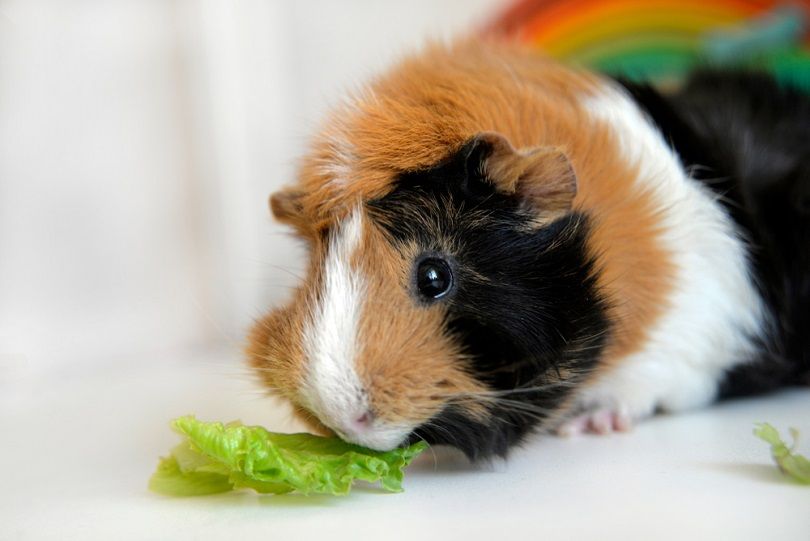 Guinea-pig-eating-lettuce_Olga-Pedan_shutterstock
