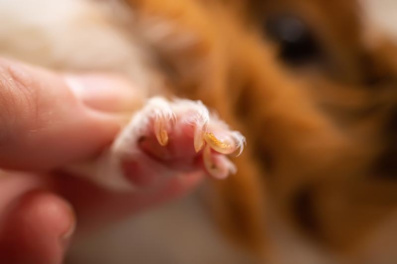Guinea pig long nails