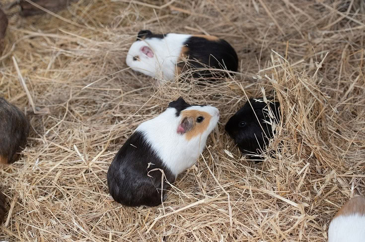 Guinea pig on straw