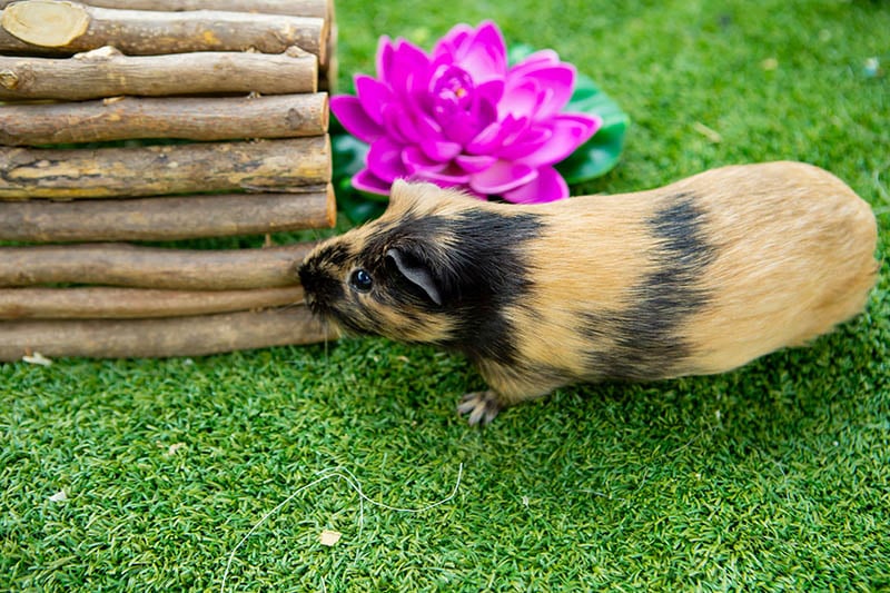 Guinea pig on the grass