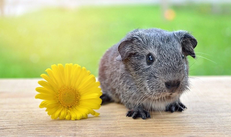 Guinea pigs