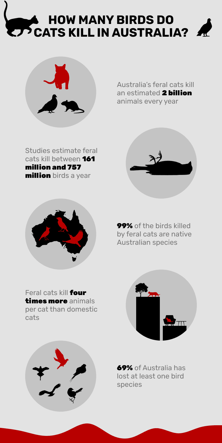 HOW_MANY_BIRDS_DO_CATS_KILL_IN_AUSTRALIA_