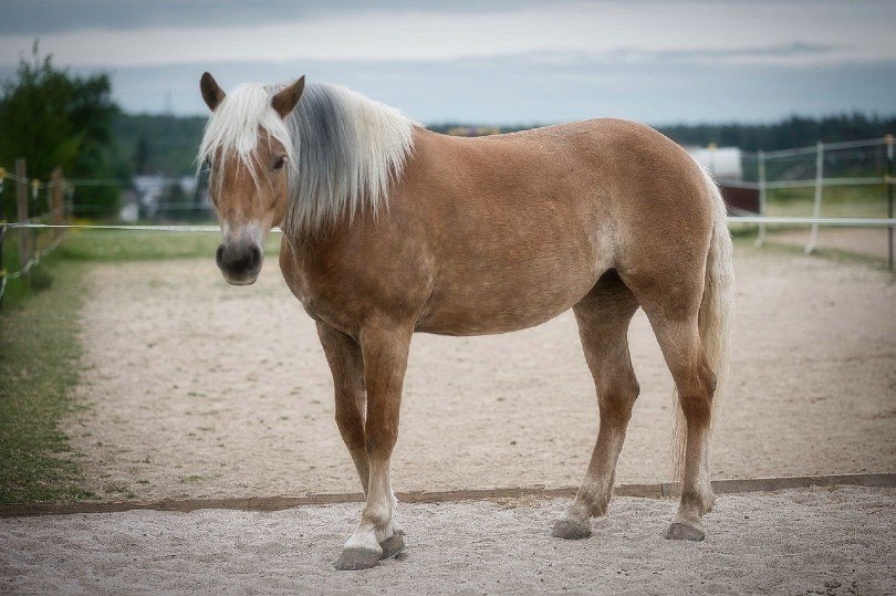 Haflinger horse in the field