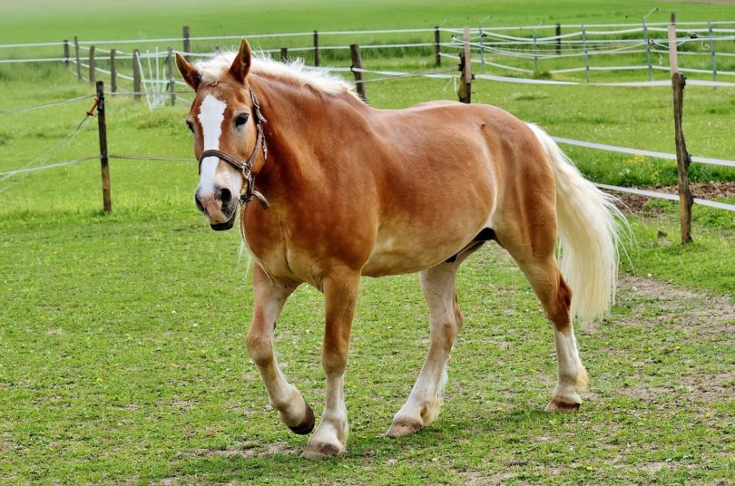 horse mane_Pixabay