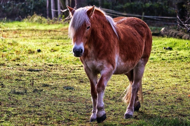 Haflinger horse walking