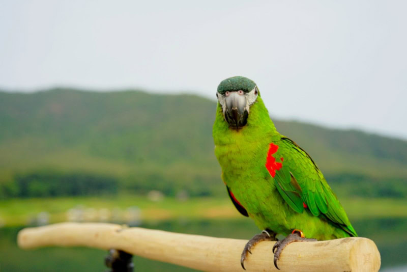 Hahn's MAcaw on a perch