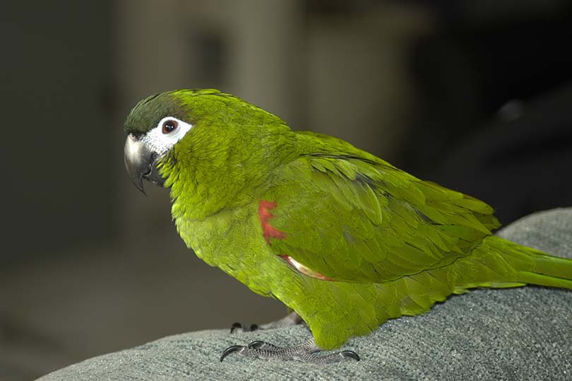 Hahn's Macaw