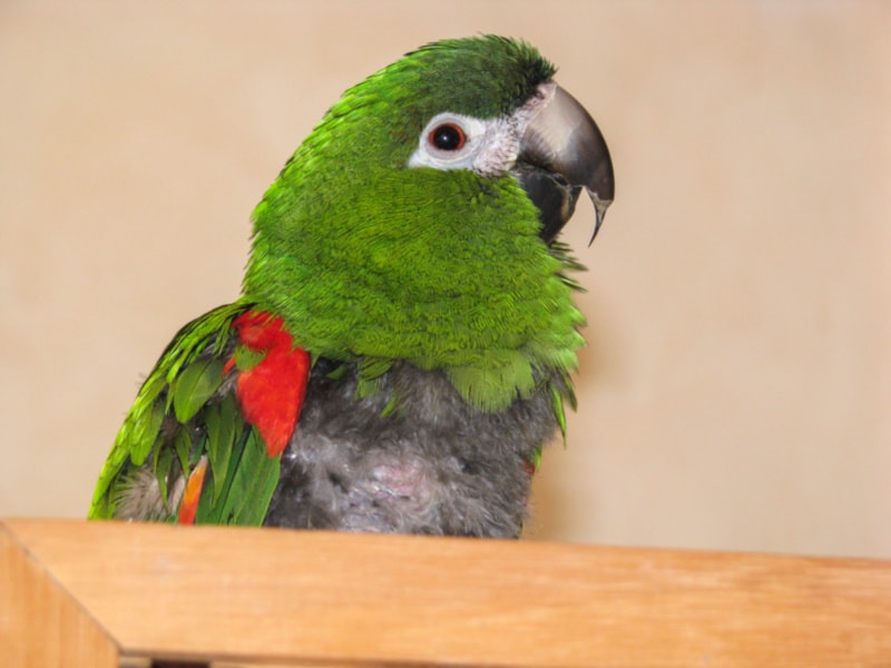 Hahn's macaw close up shot