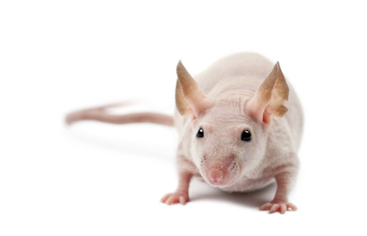 Hairless Mice