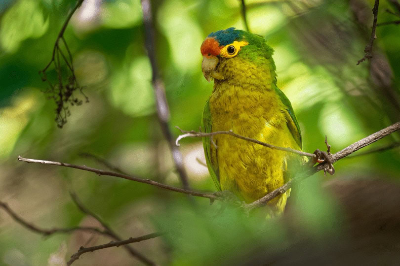Half-Moon Conure