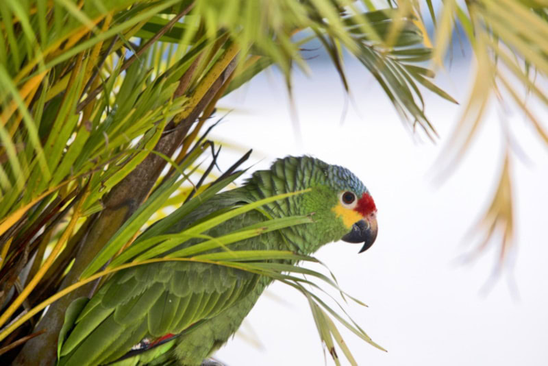 Half moon conure on a palm tree