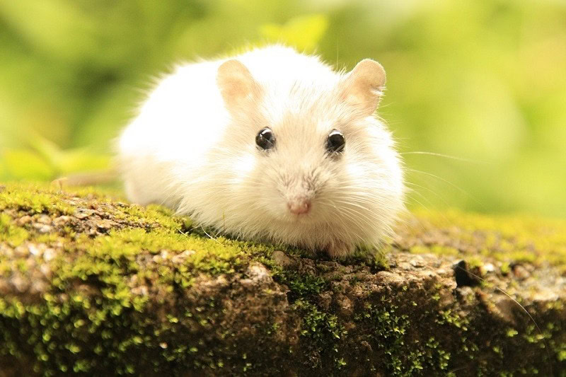 Hamster