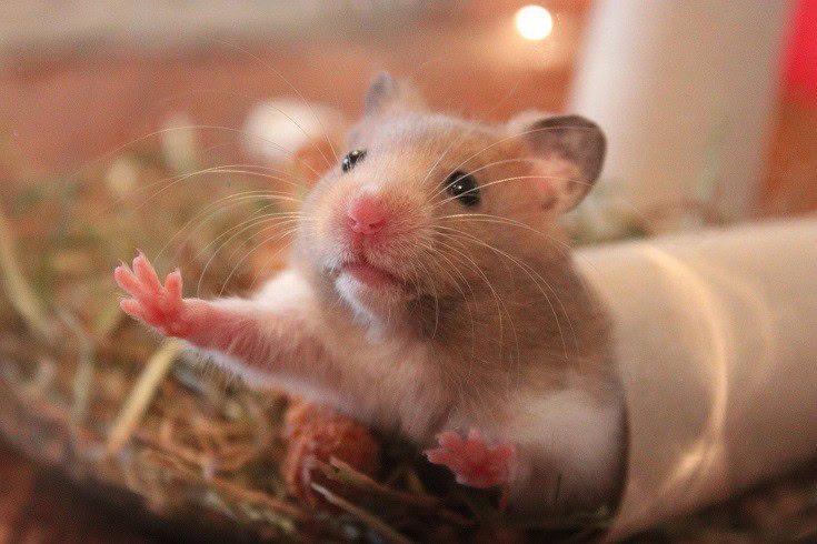 Hamster Cardboard