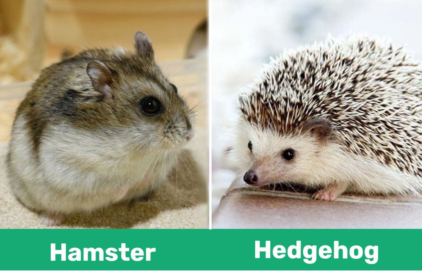 Hamster vs Hedgehog