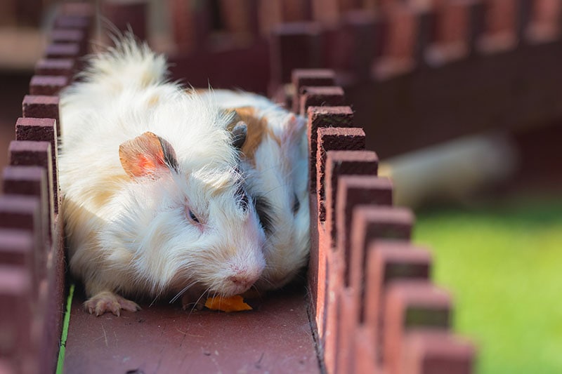 Hamsters racing in Narrow Track