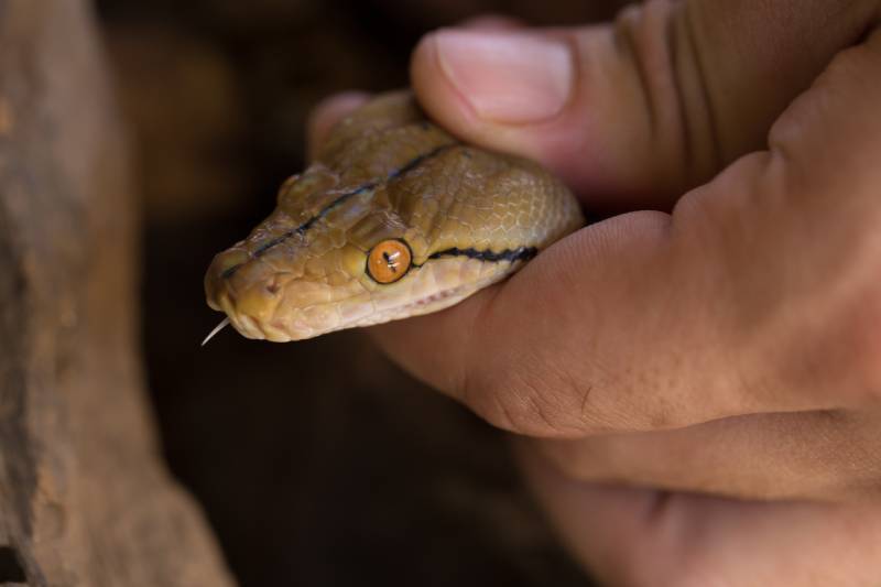 Hand holding the hand Ball Python snake