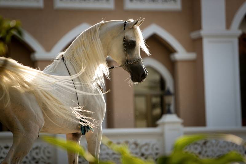 Handsome White Arabian horse stallion with a beautiful head