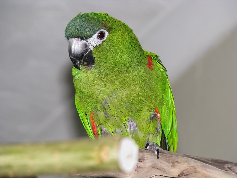 Han's Macaw