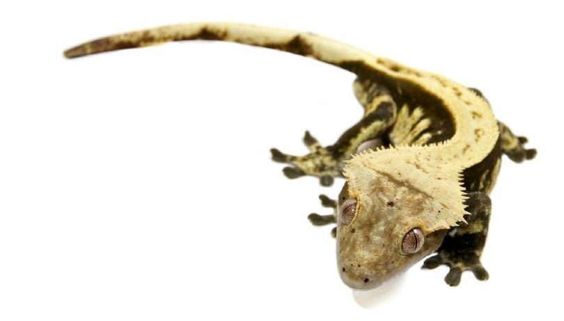 Harlequin Crested Gecko