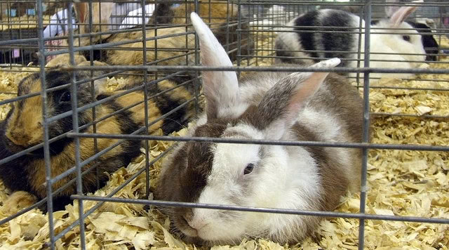 Harlequin Rabbit